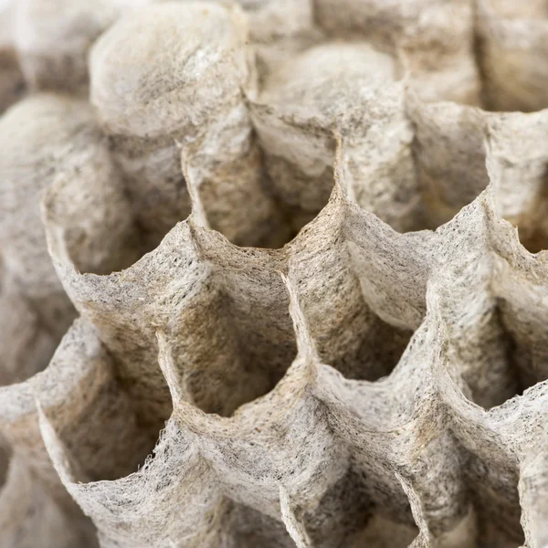 Close-up de células de um vespiário seco, isoladas em branco — Fotografia de Stock