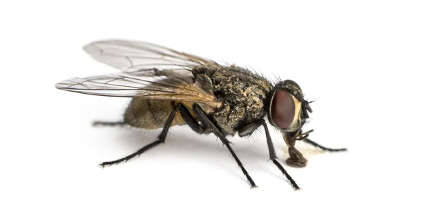 Vista lateral de uma mosca comum suja comendo, Musca domestica, é — Fotografia de Stock