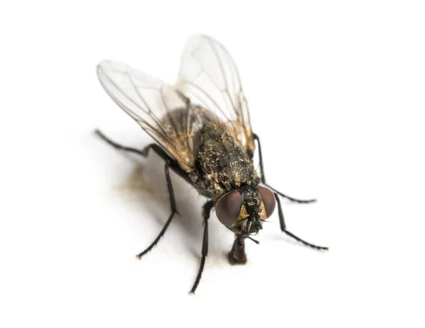 Dirty Common housefly eating, Musca domestica, isolado em branco — Fotografia de Stock