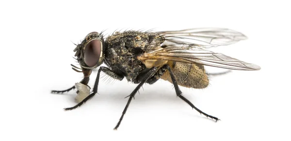 Vue latérale d'une mouche domestique commune sale avec larve, Musca domestica — Photo