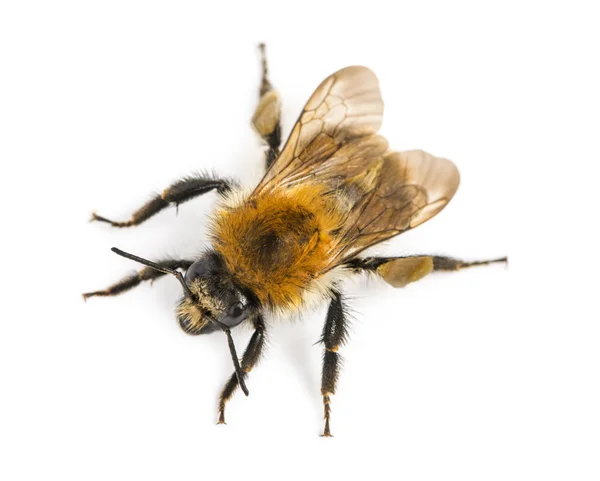 Visa från högt av Europeiska honungsbiet, apis mellifera mellifera, isola — Stockfoto