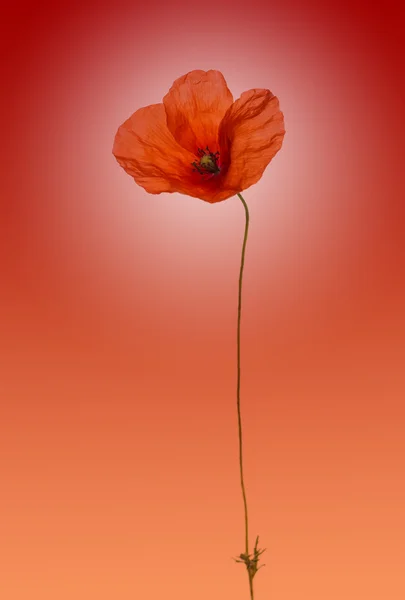 Poppy em um fundo vermelho gradiente — Fotografia de Stock