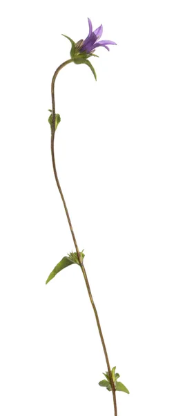Дикое цветущее растение, изолированное на белом — стоковое фото