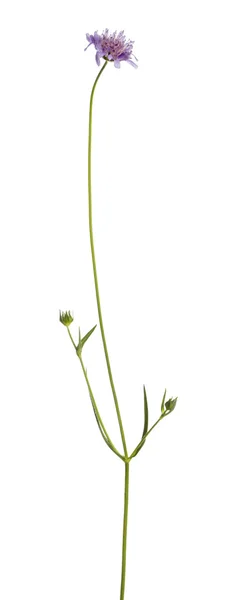 Wild flowering plant, isolated on white — Stock Photo, Image