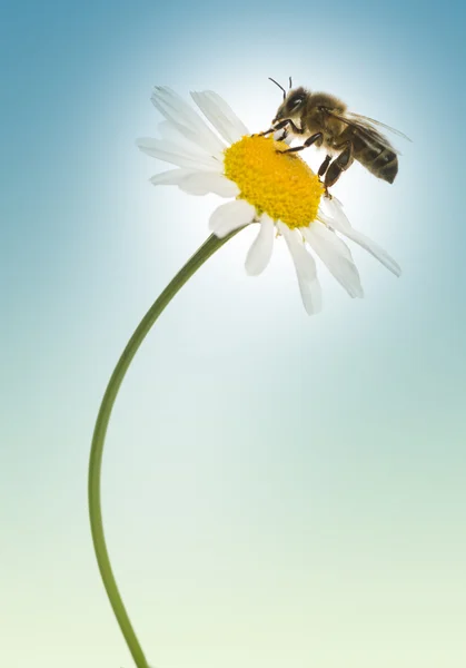 유럽 꿀 꿀벌, apis mellifera 데이지에 꽃가루를 수집, — 스톡 사진