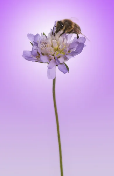 Abeja europea de miel, Apis mellifera forrajeando polen en una flor , —  Fotos de Stock