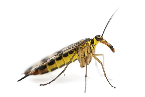 Vista lateral de una Scorpionfly, Panorpa vulgaris, aislada en blanco — Foto de Stock