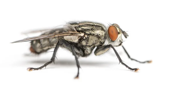 Flesh fly, Sarcophagidae, isolated on white — Stock Photo, Image