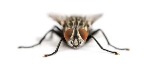 Front view of a Flesh fly facing, Sarcophagidae, isolated on whi — Stock Photo, Image