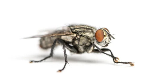 Mosca da carne, Sarcophagidae, isolada sobre branco — Fotografia de Stock