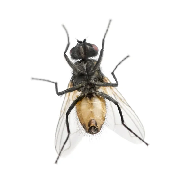Вид снизу на домашнюю муху Muscidae, изолированную на белом фоне — стоковое фото
