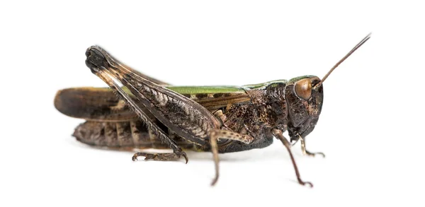 Vista laterale di un bosco Grasshopper, Omocestus rufipes, isolato — Foto Stock