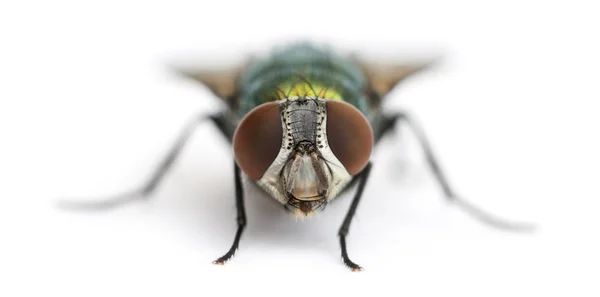 Vista frontal de una mosca de botella verde común, Phaenicia serica —  Fotos de Stock