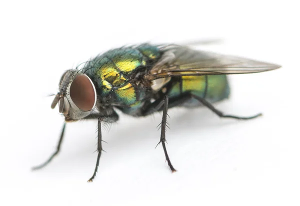 Common green bottle fly, Phaenicia sericata, isolated on white — Stock Photo, Image