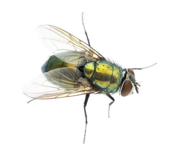 Κοινή μύγα πράσινο μπουκάλι που προβάλλεται από επάνω υψηλή, phaenicia sericata, — Φωτογραφία Αρχείου