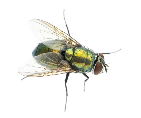 Gewöhnliche grüne Flaschenfliege von oben betrachtet, phaenicia sericata, — Stockfoto