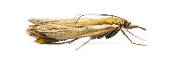 Seitenansicht einer Agriphila tristella, isoliert auf weiß — Stockfoto