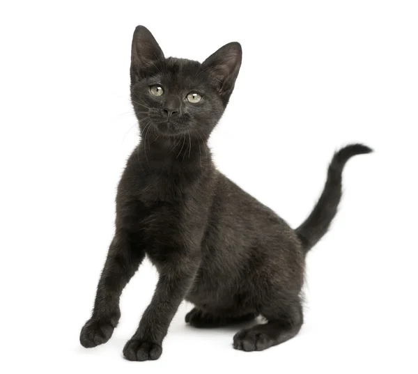 Черный котенок, сидящий, выглядывающий вверх, 2 месяца, изолированный от внешнего мира — стоковое фото