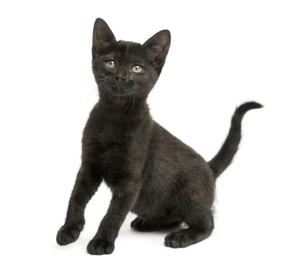 Black kitten sitting, looking up, 2 months old, isolated on whit — Stock Photo, Image