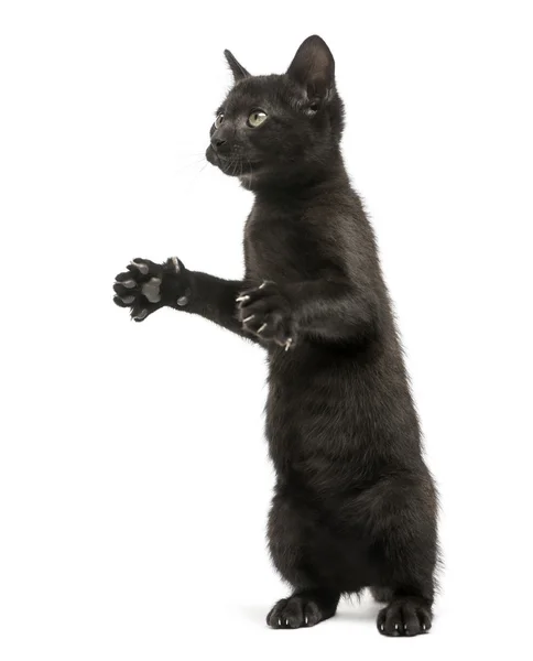 Gatinho preto em pé sobre as patas traseiras, atingindo, rebolando, 2 meses — Fotografia de Stock