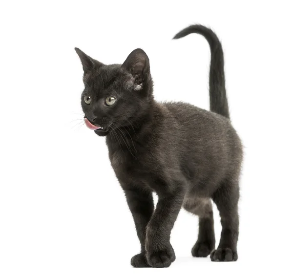 Černé kotě, lízání, stojící, 2 měsíce starý, izolované na bílém — Stock fotografie