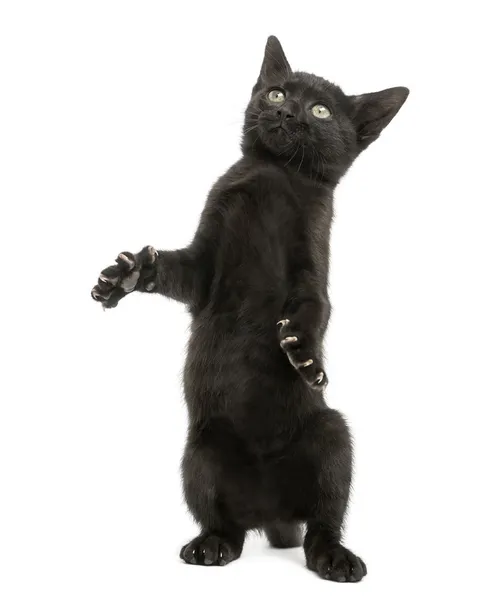 Gatito negro de pie sobre las patas traseras, alcanzando, acariciando, 2 meses — Foto de Stock