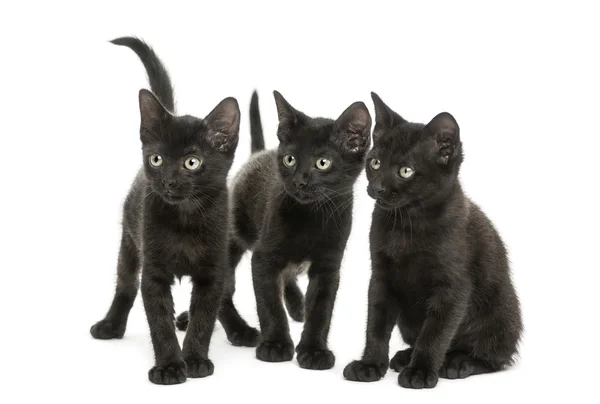 Grupo de tres gatitos negros mirando en la misma dirección, 2 meses — Foto de Stock