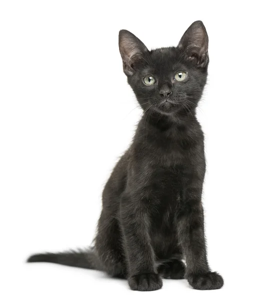 Black kitten sitting, looking up, 2 months old, isolated on whit — Stock Photo, Image