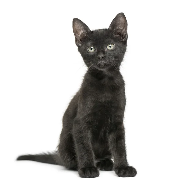 Zwarte kitten zitten, opzoeken, 2 maanden oud, geïsoleerd op whit — Stockfoto