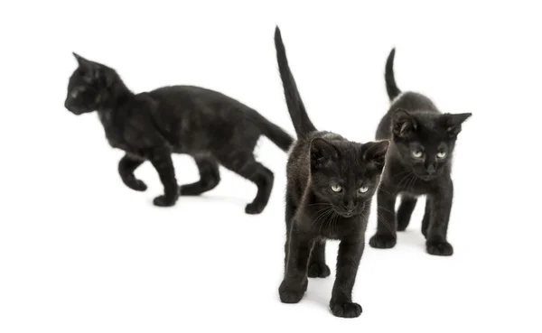 Drei schwarze Kätzchen, die in verschiedene Richtungen gehen, 2 Monate alt — Stockfoto