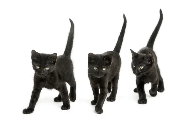 Vista frontal de un grupo de gatitos negros caminando en el mismo directo — Foto de Stock