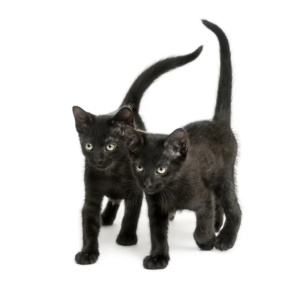 Dos gatitos negros caminando en la misma dirección, 2 meses de edad, isol — Foto de Stock