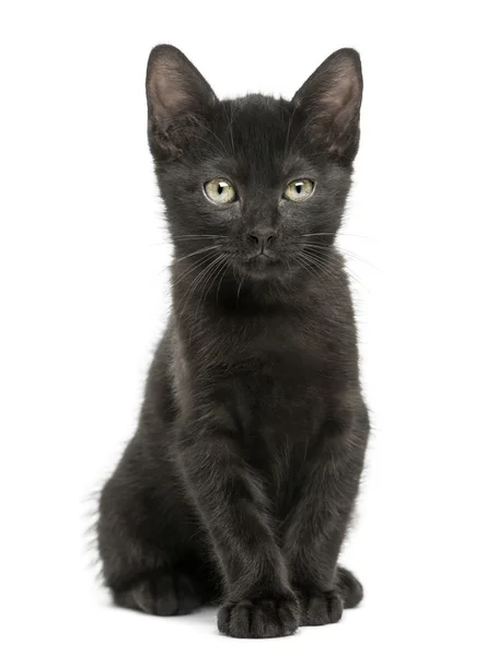 Oturmuş, kamera, 2 aylık Isola seyir siyah yavru kedi — Stok fotoğraf
