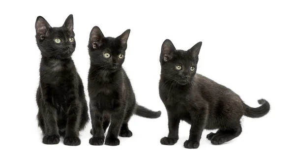 Drie zwarte kittens op zoek weg, 2 maanden oud, geïsoleerd op whit — Stockfoto