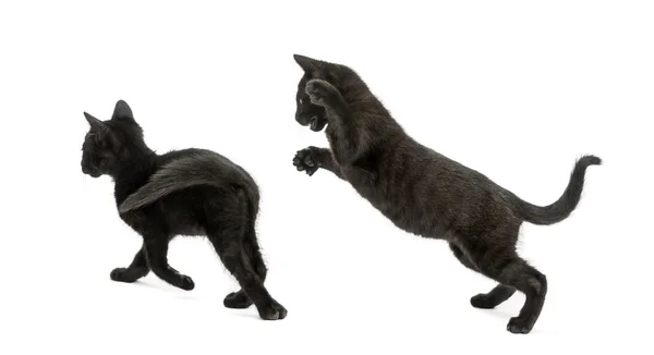 Дві чорні кошенята грають, 2 місяці, ізольовані на білому — стокове фото