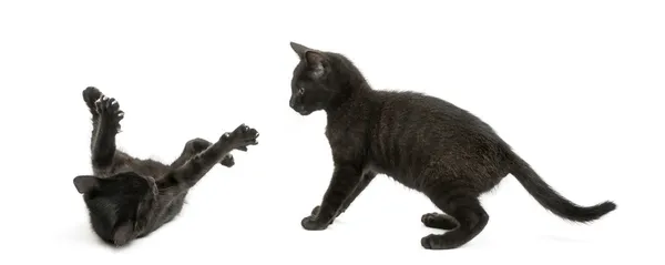 Dois gatinhos negros brincando, 2 meses de idade, isolados em branco — Fotografia de Stock