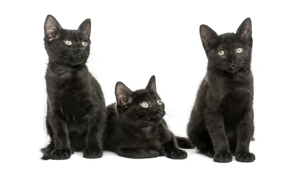 Drie zwarte kittens op zoek weg, 2 maanden oud, geïsoleerd op whit — Stockfoto