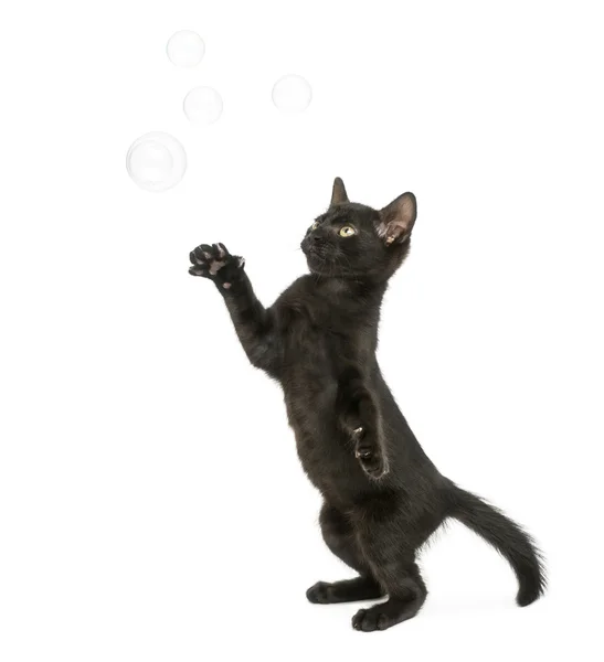 Czarny kotek stojąc na tylnych łapach, osiągając w bańkach mydlanych, 2 — Zdjęcie stockowe