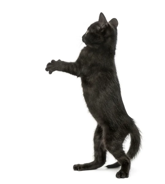 Vue arrière d'un chaton noir debout sur les pattes arrière, pataugeant, 2 — Photo