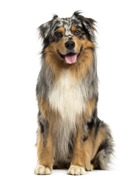 Front view of an Australian shepherd blue merle, sitting, pantin — Stock Photo, Image