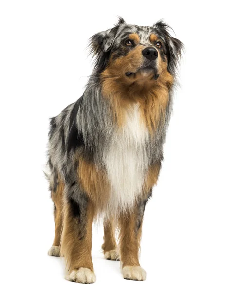 Australian shepherd blue merle standing — Stock Photo, Image