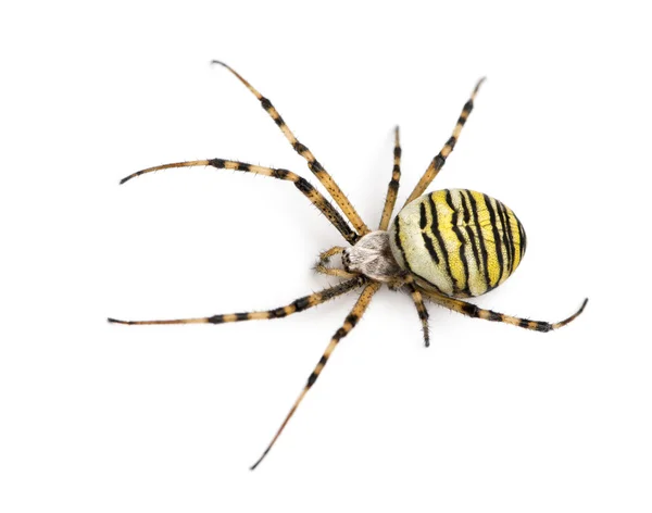 Araña avistada desde lo alto, Argiope bruennichi, aislada en —  Fotos de Stock