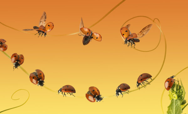 Composition of a cloud of ladybirds on a orange gradient backgro