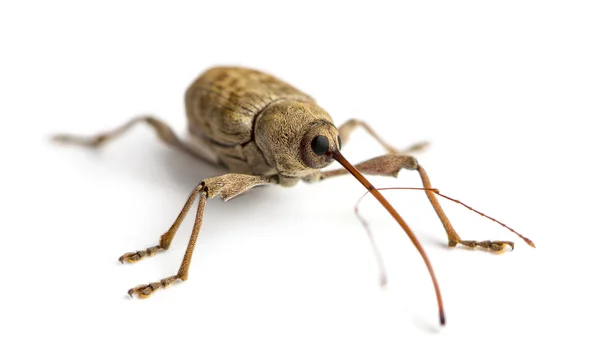 Chorão de milho, Curculio glandium, isolado sobre branco — Fotografia de Stock