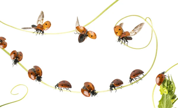 Grupo de Ladybirds aterrizó en una planta y volando, aislado en whi —  Fotos de Stock