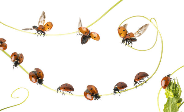 Group of Ladybirds landed on a plant and flying, isolated on whi