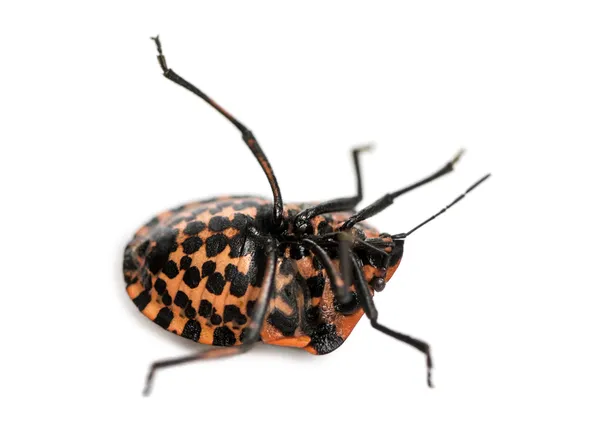 意大利条纹 bug 躺在背上，苦苦挣扎，graphosoma 李 — 图库照片