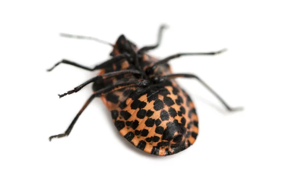 Итальянский полосатый жук лежит на спине, Graphosoma lineatum, изол — стоковое фото