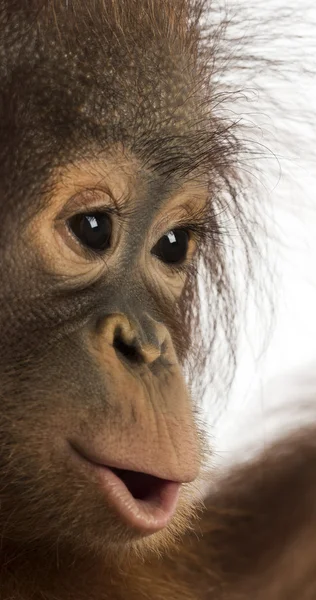 Primo piano del profilo di un giovane orango borneo, Pongo pygmaeus , — Foto Stock