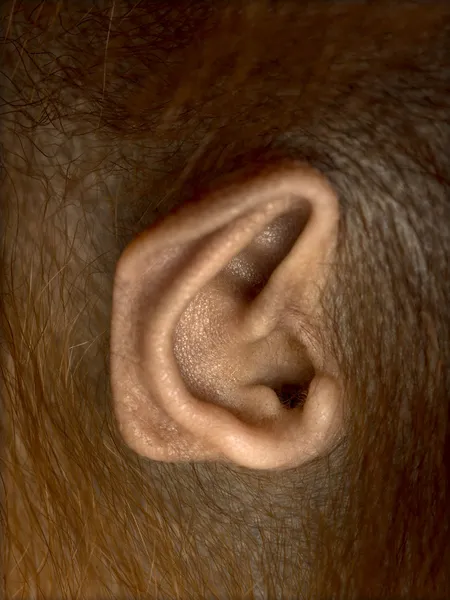 Primer plano de la oreja del joven orangután borneano, Pongo pygmaeus, 18 meses —  Fotos de Stock